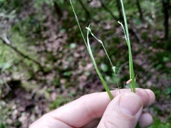 Carex disperma