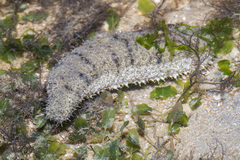 Holothuria scabra