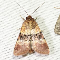 Properigea continens