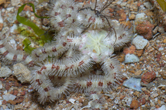 Ophiothrix