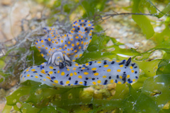 Hypselodoris