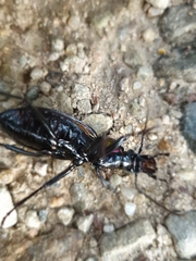 Carabus jankowskii