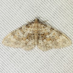 Zenophleps obscurata