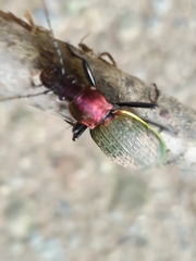 Carabus jankowskii