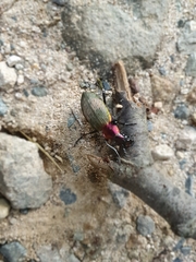 Carabus jankowskii