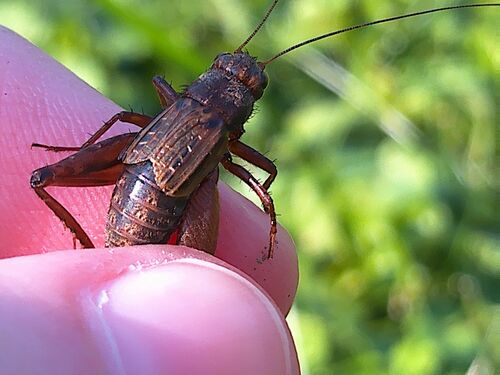 Striped Ground Cricket photo 4