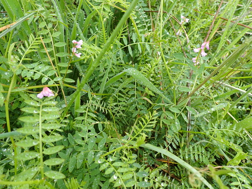 Image of Vicia disperma by (c) Arnim Littek, some rights reserved (CC BY)