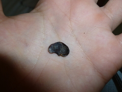 Platymiscium pinnatum