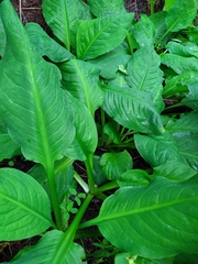 Lysichiton camtschatcensis