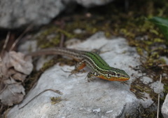 Podarcis melisellensis
