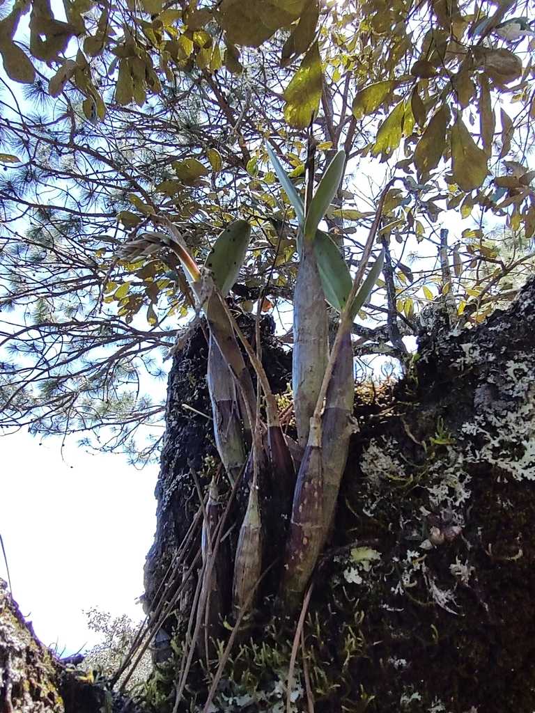 Epidendrum marmoratum A.Rich. & Galeotti 3
