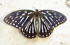 Penthema lisarda
