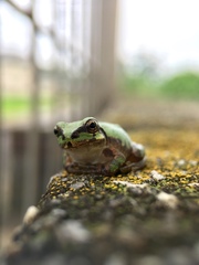 Hyla japonica