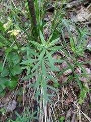 Galium intermedium