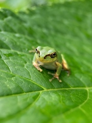 Hyla japonica