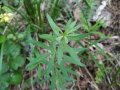 Galium intermedium
