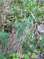 Galium intermedium