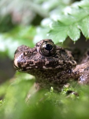 Glandirana rugosa