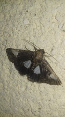 Aedia funesta