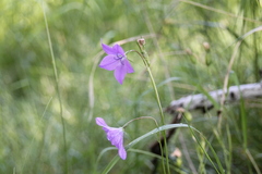 Campanula stevenii