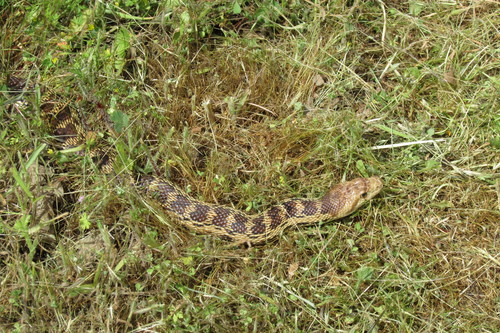 iNaturalist observation photo of Pacific Gopher Snake