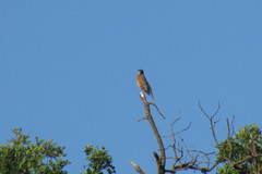 Turdus migratorius