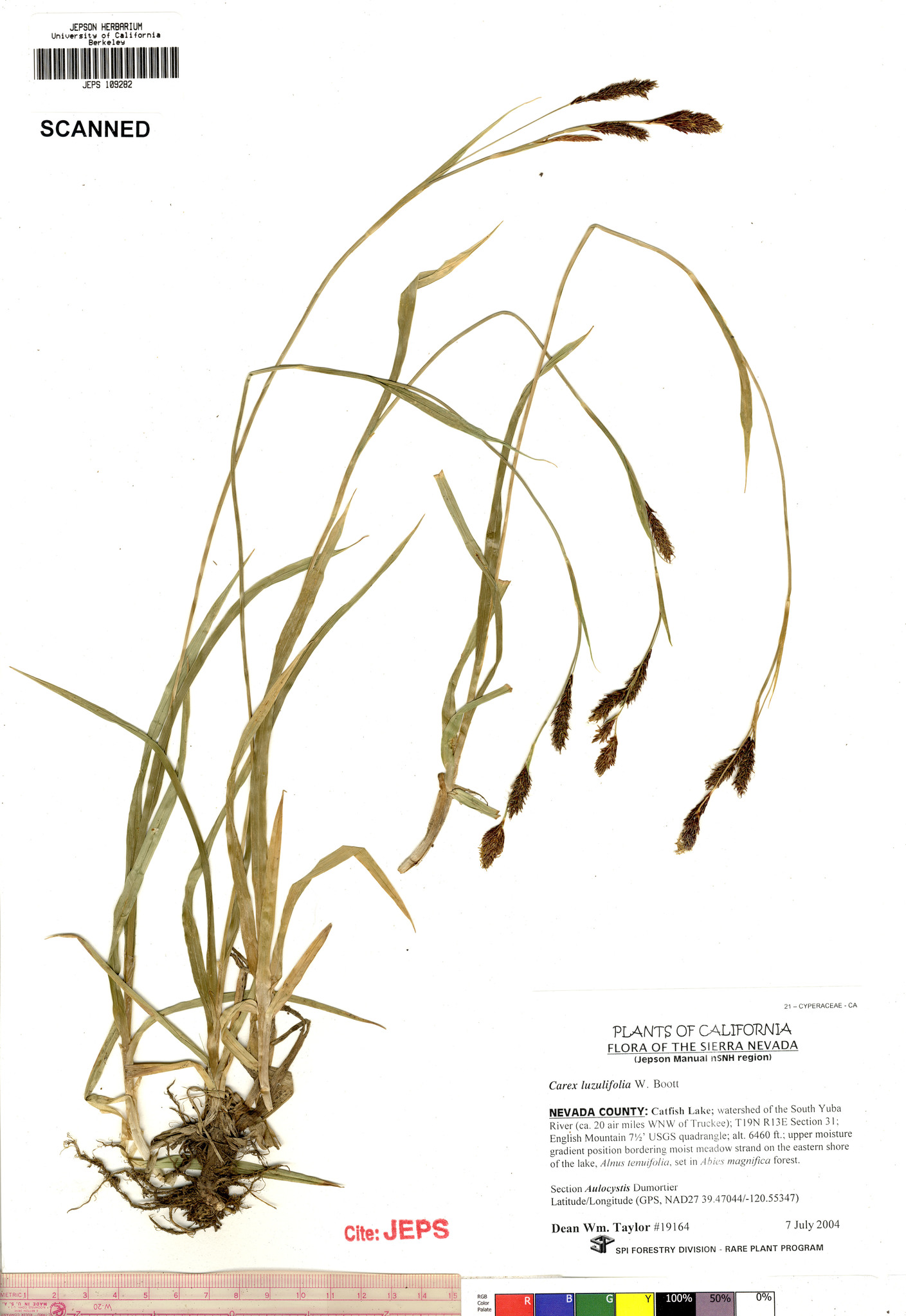 Carex luzulifolia