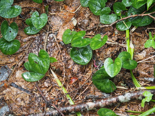 Asarum fauriei observed 2023-05-18