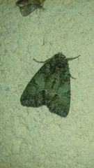 Polyphaenis sericata