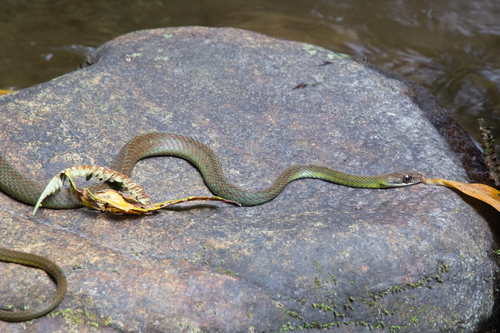 Dendrophidion prolixum