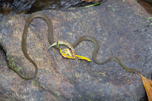 Dendrophidion prolixum