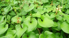 Maianthemum dilatatum
