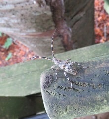 Hexatricha pulverulenta