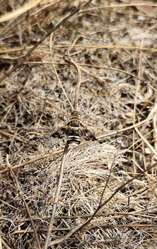 Thyridanthrax perspicillaris