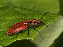 Anostirus purpureus