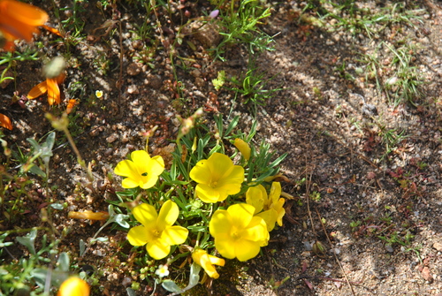 Namaqua Sorrel (Oxalis namaquana)