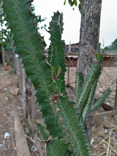 Euphorbia trigona
