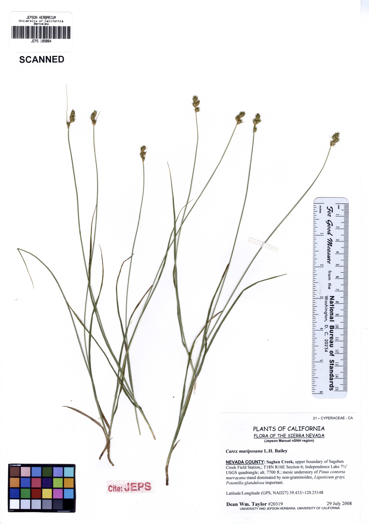 Carex mariposana