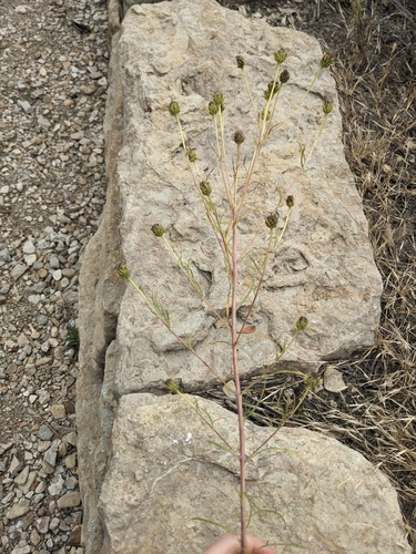 Helianthus salicifolius, photograph 3