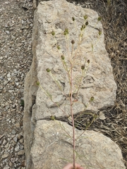 (c) Alaina Krakowiak, some rights reserved (CC BY) Helianthus salicifolius, photograph (c) Alaina Krakowiak, some rights reserved (CC BY)