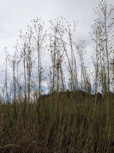 Helianthus salicifolius, photograph 4