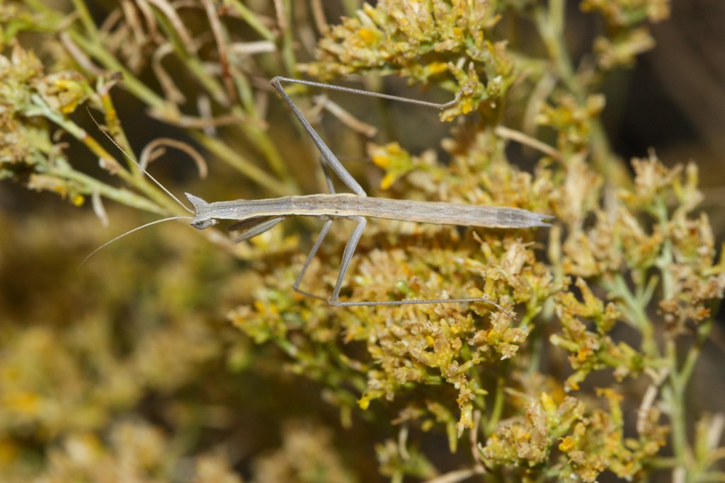 Yersin's Ground Mantis