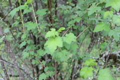 Ribes ciliatum