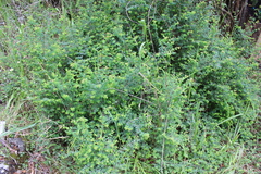 Symphoricarpos microphyllus