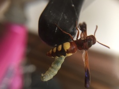 Rhynchium oculatum oculatum