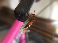 Rhynchium oculatum oculatum