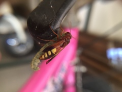 Rhynchium oculatum oculatum