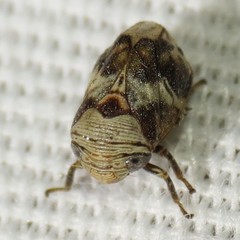 Clastoptera arizonana