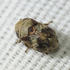 Clastoptera arizonana