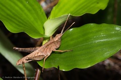 Phlaeoba antennata